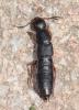 Ocypus brunnipes